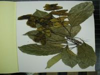 Herbarium sample